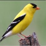 Goldfinch Entertainment