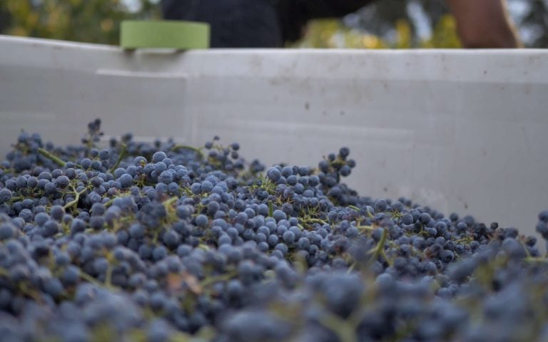 Winery Brand Story & Tasting Room Video Production