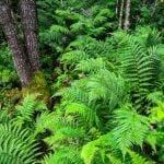 Aria Digital Media, Inc.